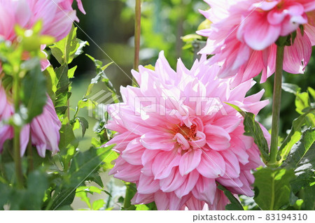 Hino Dalia Garden in full bloom and autumn flowers Hino Dalia Garden in full bloom and autumn flowers 83194310