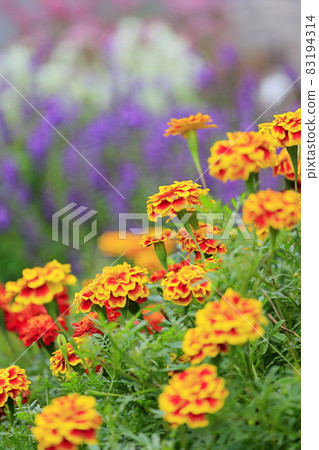 盛開秋花的日野達利亞花園 盛開秋花的日野達利亞花園 83194314