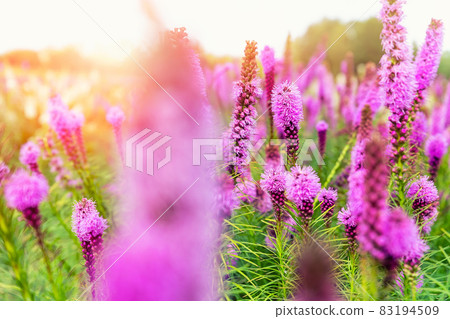 Beautiful abstract scenic landscape view of blooming purple liatris spicata or gayfeather flower meadow in rays of sunset warm sun light. Wildflower field blossoming background 83194509