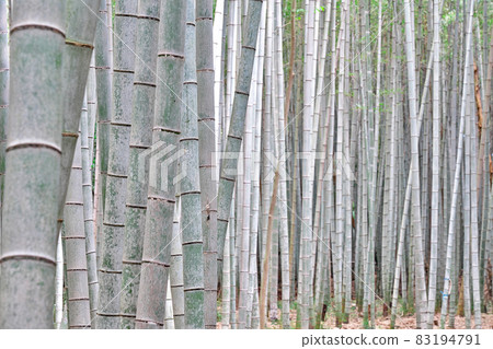 [Minoda Bamboo Forest Road] Minoda-cho, Matsusaka City, Mie Prefecture 83194791