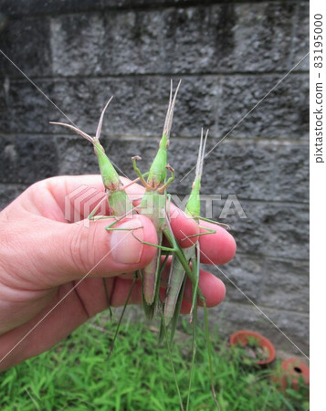 Grasshopper (female): Three animals in hand 83195000