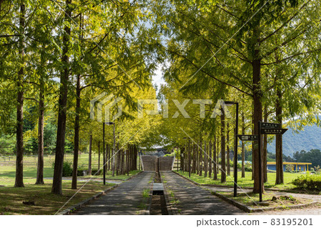 Nihonheso公園的水杉並木 Nihonheso公園的水杉並木 83195201