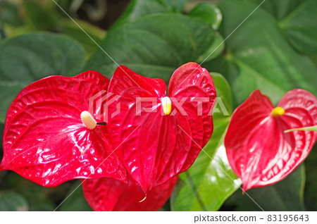 Heart-shaped red flower anthurium native to tropical America 83195643