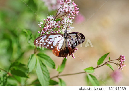 板栗虎，一隻棲息在粉紅色藤葉上的遷徙蝴蝶 83195689