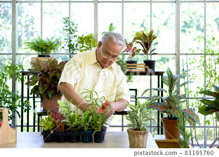 The retired grandfather spent the holidays taking care of the indoor garden. The morning atmosphere in the greenhouse planting room. The retired grandfather spent the holidays taking care of the indoor garden. The morning atmosphere in the greenhouse planting room. 83195760