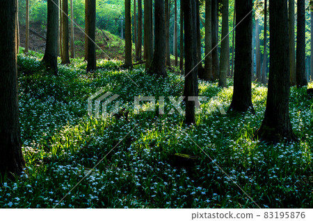 在京都府綾部大富區拍攝一群沙加 83195876