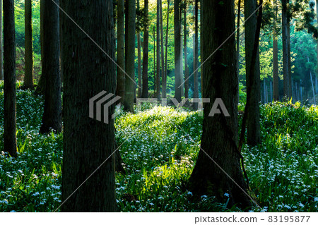 在京都府綾部大富區拍攝一群沙加 83195877