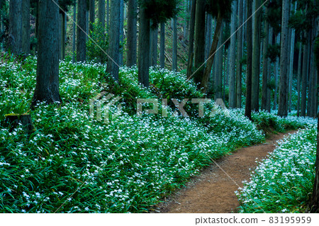 Photographing a group of Shaga in the Ayabe Oitomi district of Kyoto Prefecture Photographing a group of Shaga in the Ayabe Oitomi district of Kyoto Prefecture 83195959