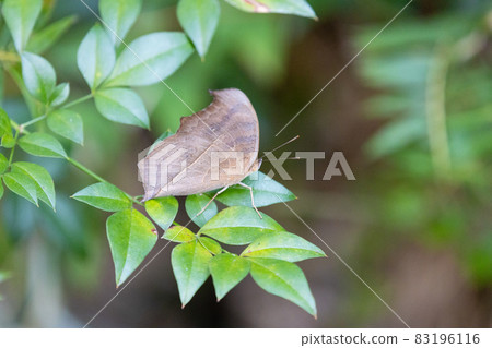 Peacock Pansy perching on leaves 83196116