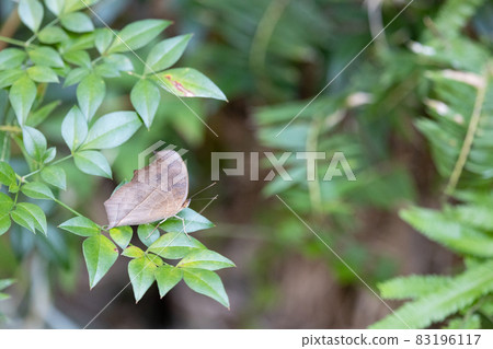 Peacock Pansy perching on leaves 83196117