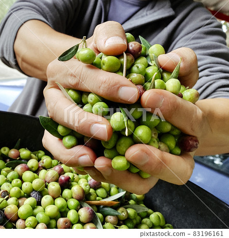 man has a bunch of harvested olives in his hands man has a bunch of harvested olives in his hands 83196161