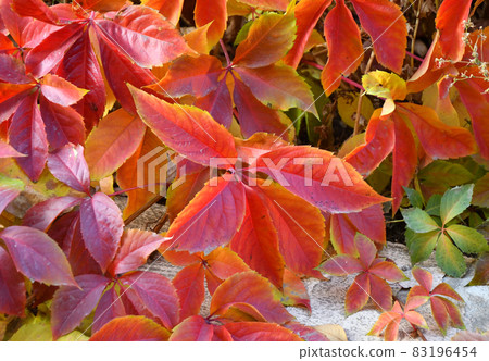Multicolored leaves of wild or maiden grapes (Latin. Parthenocissus) in autumn Multicolored leaves of wild or maiden grapes (Latin. Parthenocissus) in autumn 83196454