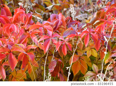 Multicolored leaves of wild or maiden grapes (Latin. Parthenocissus) in autumn Multicolored leaves of wild or maiden grapes (Latin. Parthenocissus) in autumn 83196455