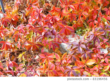 Multicolored leaves of wild or maiden grapes (Latin. Parthenocissus) in autumn Multicolored leaves of wild or maiden grapes (Latin. Parthenocissus) in autumn 83196456