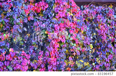 Multicolored leaves of wild or maiden grapes (Latin. Parthenocissus) in autumn Multicolored leaves of wild or maiden grapes (Latin. Parthenocissus) in autumn 83196457
