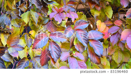 Multicolored leaves of wild or maiden grapes (Latin. Parthenocissus) in autumn Multicolored leaves of wild or maiden grapes (Latin. Parthenocissus) in autumn 83196460