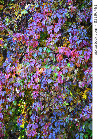 Multicolored leaves of wild or maiden grapes (Latin. Parthenocissus) in autumn Multicolored leaves of wild or maiden grapes (Latin. Parthenocissus) in autumn 83196461