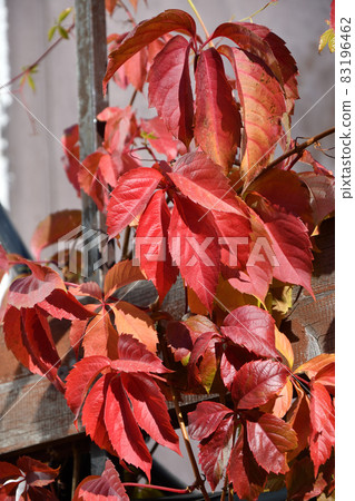 Multicolored leaves of wild or maiden grapes (Latin. Parthenocissus) in autumn Multicolored leaves of wild or maiden grapes (Latin. Parthenocissus) in autumn 83196462