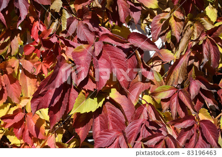 Multicolored leaves of wild or maiden grapes (Latin. Parthenocissus) in autumn 83196463