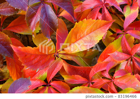 Multicolored leaves of wild or maiden grapes (Latin. Parthenocissus) in autumn Multicolored leaves of wild or maiden grapes (Latin. Parthenocissus) in autumn 83196466