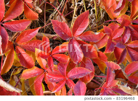 Multicolored leaves of wild or maiden grapes (Latin. Parthenocissus) in autumn Multicolored leaves of wild or maiden grapes (Latin. Parthenocissus) in autumn 83196468