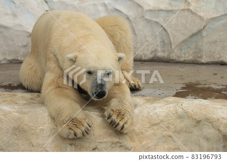 Relaxing polar bear 83196793
