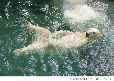 Swim polar bears 83196794
