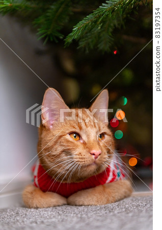 Cute ginger cat in xmas jumper Cute ginger cat in xmas jumper 83197354