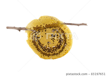 Honeycomb isolated on white background Honeycomb isolated on white background 83197651
