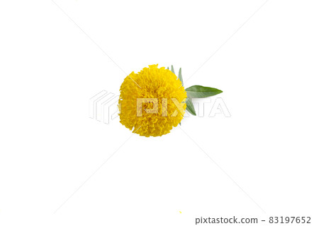 marigold isolated on white background marigold isolated on white background 83197652