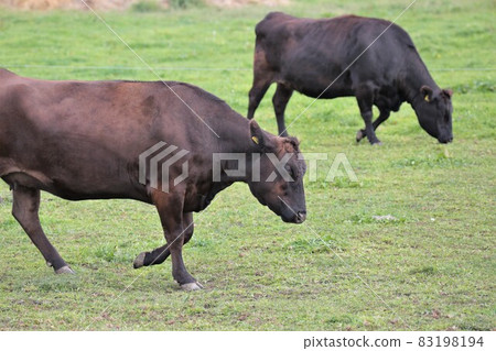 牧場風光，日本牛肉 83198194