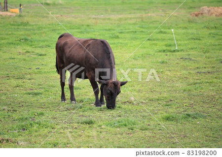 牧場風光，日本牛肉 83198200