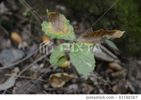 仙台市泉區的植物 灌木叢中的小橡樹的秋葉 83198367
