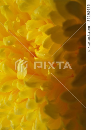 盛開的菊花（黃色） 83198486