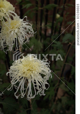 Chrysanthemum flower in full bloom Ise chrysanthemum (thin cream) Chrysanthemum flower in full bloom Ise chrysanthemum (thin cream) 83198603