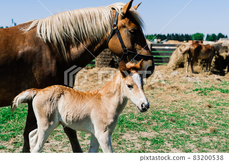 Horse mare and her very small foal on a farm 83200538