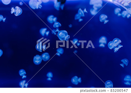 Jellyfish on a blue background from Aquarium in Prague. 83200547