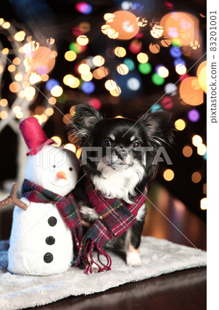 Illuminations and black long coat Chihuahua Illuminations and black long coat Chihuahua 83201001