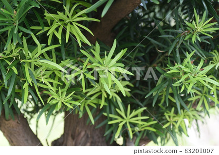 Inumaki Inumaki 83201007