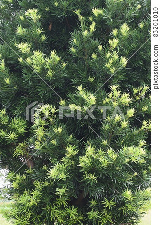 Inumaki Inumaki 83201010