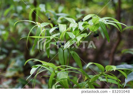 馬草的果實 83201048