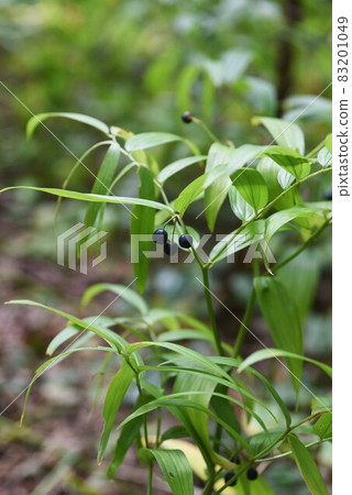 馬草的果實 83201049