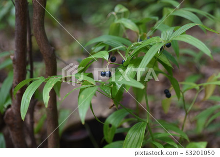 馬草的果實 83201050