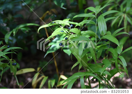 馬草的果實 馬草的果實 83201053