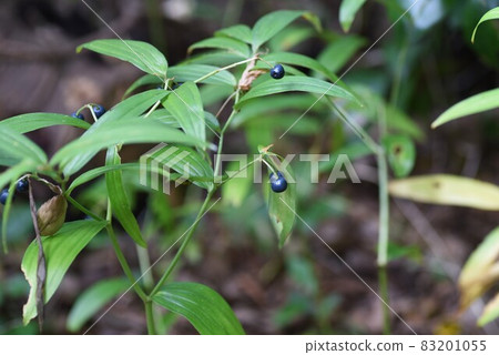 馬草的果實 83201055