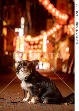 A long black coat Chihuahua nestled in an alley in Chinatown at night A long black coat Chihuahua nestled in an alley in Chinatown at night 83201163
