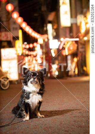 A long black coat Chihuahua nestled in an alley in Chinatown at night A long black coat Chihuahua nestled in an alley in Chinatown at night 83201164