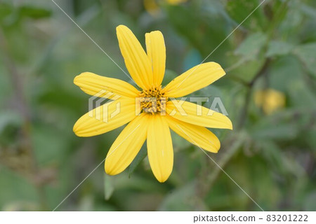 Flower of Yacon Flower of Yacon 83201222