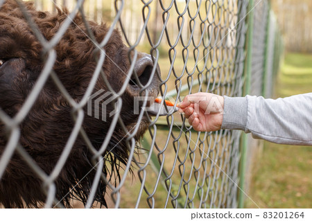 a man feeds a bison with a carrot at the zoo a man feeds a bison with a carrot at the zoo 83201264