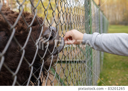 a man feeds a bison with a carrot at the zoo a man feeds a bison with a carrot at the zoo 83201265